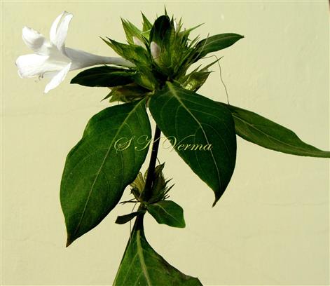  Flowerig shoot with Leaves in Adaxial view